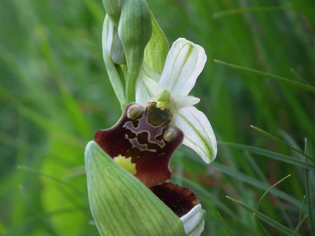 Ophrys fuciflora? (bis)